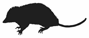 Tail Gallery: Black and white digital illustration of Opossum (Didelphidae)