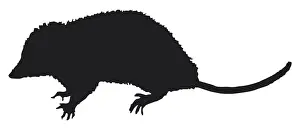 Protection Prints: Black and white digital illustration of Opossum (Didelphidae)