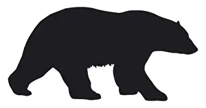 Bear Prints: Black and white digital illustration of Polar Bear (Ursus maritimus)