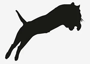 Animal Behavior Gallery: Black and white digital illustration of pouncing tiger silhouette