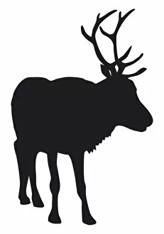 Black and white digital illustration of Reindeer (Rangifer tarandus)