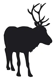 Rangifer Prints: Black and white digital illustration of Reindeer (Rangifer tarandus)