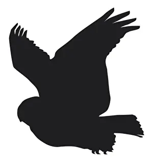 Black and white digital illustration of Snowy Owl (Bubo scandiacus) in flight