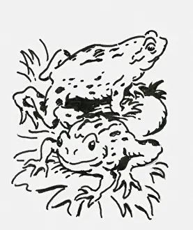 Black and white digital illustration of two toads on water lilies