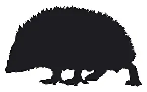 Hedgehog Prints: Black and white digital illustration of a West European Hedgehog (Erinaceus europaeus)
