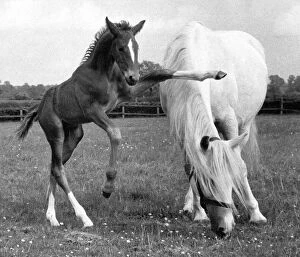 black and white, Huty 18722, horse, no people, Huty1872207, outdoors, day, full length