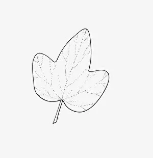 Images Dated 14th January 2009: Black and white illustration of 3-lobed Hedera (Ivy) leaf