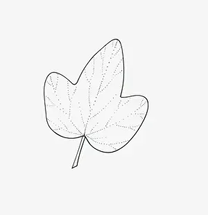 Black and white illustration of 3-lobed Hedera (Ivy) leaf