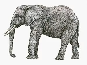 Studio Image Gallery: Black and white illustration of African Elephant (Loxodonta africana)