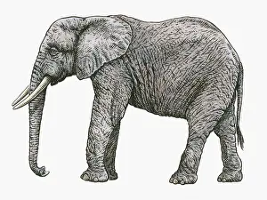 Black and white illustration of African Elephant (Loxodonta africana)