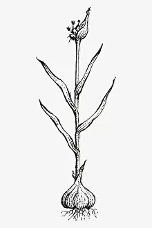 Black And White Illustration Gallery: Black and white illustration of Allium sativum (Garlic), showing bulb, leaves and flowers