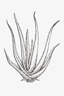 Spiked Gallery: Black and white illustration of Aloe Vera syn. A. barbadensis, succulent with lanceolate
