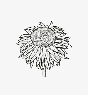 Black and white illustration of anemone Chrysanthemum flower head