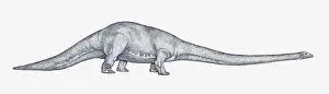 Profile View Prints: Black and white illustration of Apatosaurus sauropod dinosaur
