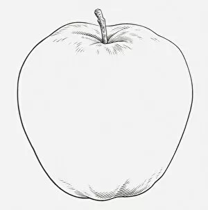 Images Dated 14th April 2010: Black and white illustration of an apple