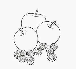 Black and white illustration of apples and blackberries