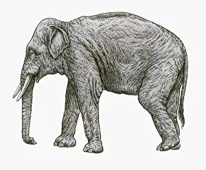 Wrinkled Prints: Black and white illustration of Asian Elephant (Elephas colbertis)