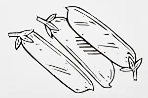 Images Dated 27th July 2007: Black and white illustration of three aubergines