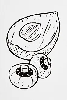 Images Dated 26th July 2007: Black and white illustration of avocado half and two mushrooms