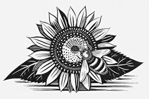 Images Dated 11th June 2010: Black and white illustration of bee on sunflower