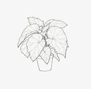 Images Dated 14th January 2009: Black and white illustration of a Begonia of the Rex Cultorum group in pot