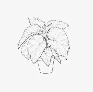 Potted Plant Prints: Black and white illustration of a Begonia of the Rex Cultorum group in pot