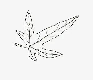 Black and white illustration birds foot shape Hedera (Ivy) leaf
