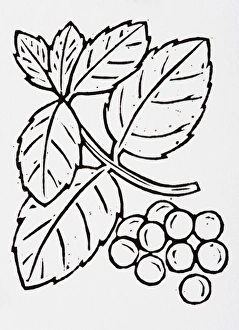 Images Dated 27th July 2007: Black and white illustration of blueberries and leaves