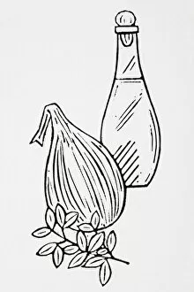 Images Dated 12th July 2007: Black and white illustration of bottle of oil, onion and herb