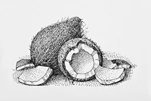 Black and white illustration of whole and broken coconut