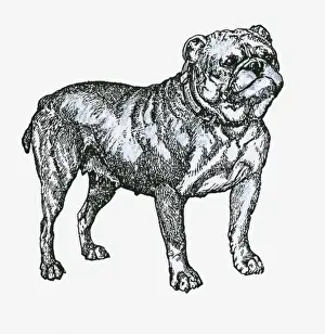 Black and white illustration of a bulldog