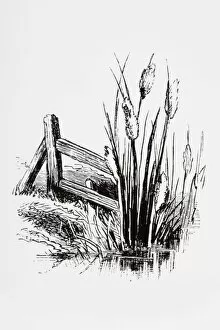 Black And White Illustration Gallery: Black and white illustration of Bulrush cattails near riverbank