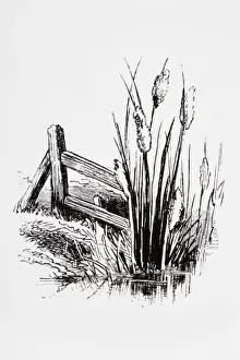 Riverbank Prints: Black and white illustration of Bulrush cattails near riverbank