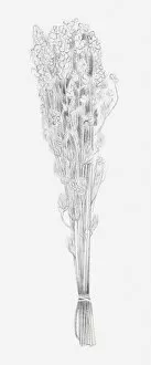 Images Dated 15th December 2011: Black and white illustration of a bunch of dried flowers