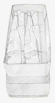 Images Dated 15th December 2011: Black and white illustration of bunches of dried flowers wrapped up in newspaper and packed in a box