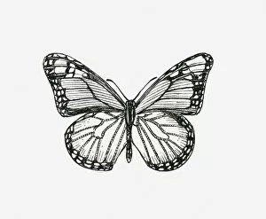 Butterfly Insect Gallery: Black and white illustration of a butterfly