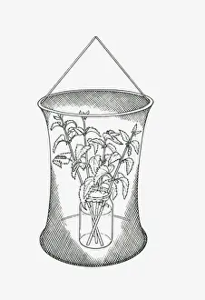 Entomology Prints: Black and white illustration of butterfly rearing cage with cuttings of food plants in jar