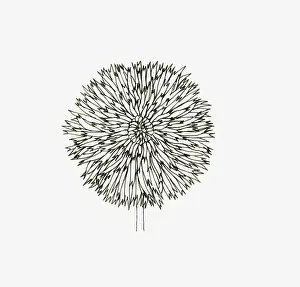 Cabbage Family Prints: Black and White Illustration of cactus Dahlia flower head