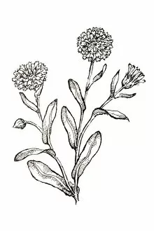 Black And White Illustration Gallery: Black and white illustration of Calendula officinalis (Pot Marigold)