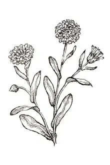 Calendula Prints: Black and white illustration of Calendula officinalis (Pot Marigold)