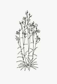 Images Dated 14th January 2009: Black and white illustration of a Campanula with upright habit