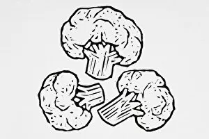 Images Dated 17th July 2007: Black and white illustration of cauliflower florets
