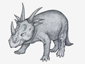 Spiked Gallery: Black and white illustration of ceratopsian Styracosaurus dinosaur