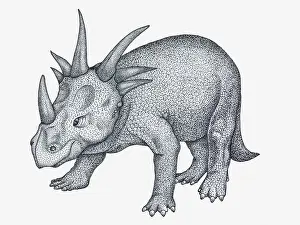 Spiked Prints: Black and white illustration of ceratopsian Styracosaurus dinosaur