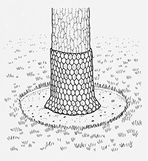 Images Dated 14th June 2010: Black and white illustration of chicken wire wrapped around bottom of tree trunk