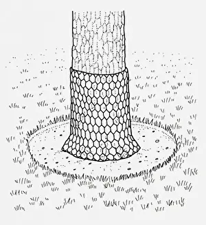 Low Section Prints: Black and white illustration of chicken wire wrapped around bottom of tree trunk