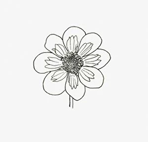 Black and White Illustration of collerette form Dahlia flower head