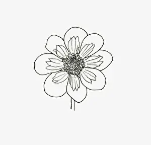 Dahlia Prints: Black and White Illustration of collerette form Dahlia flower head