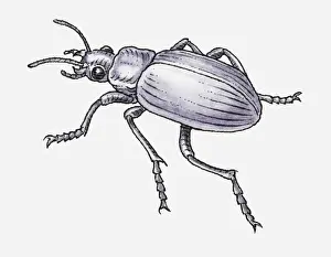 Beetle Prints: Black and white illustration of Common Black Ground Beetle (Pterostichus melanarius)