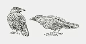 Black and white illustration of two Common Raven (Corvus corax)